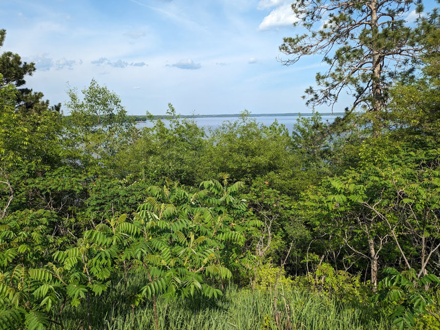 big-sandy-savanna-state-forest