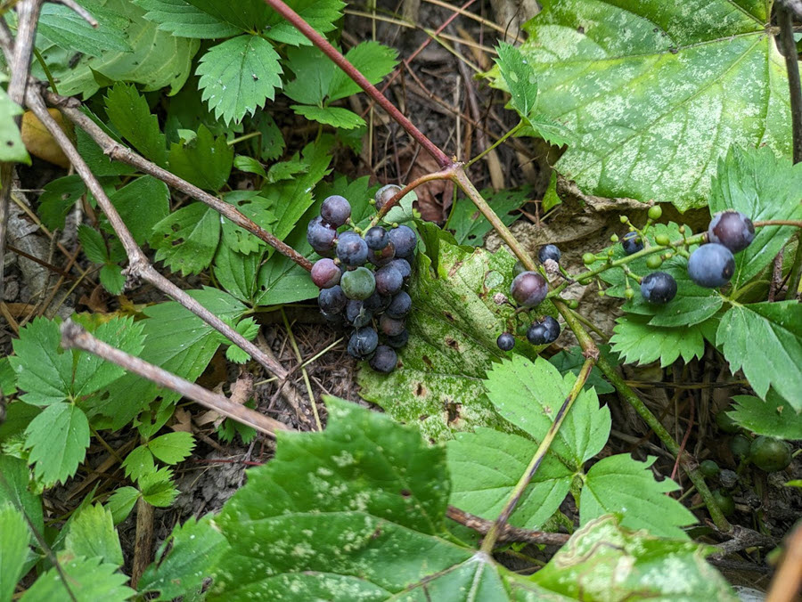 Wild Grapes in the Savanna State Forest savanna-state-forest-wild-grapes